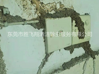 东莞石排房屋白蚁防治