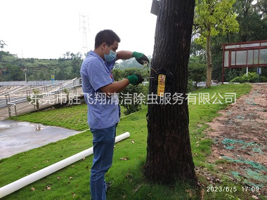 道滘园林绿化灭治白蚁