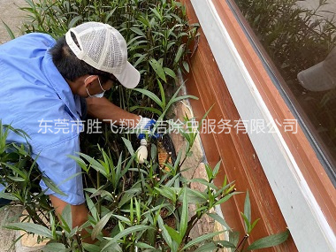 沙田园林绿化灭治白蚁工程
