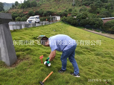 麻涌水利工程红火蚁防治